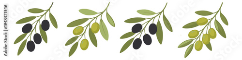Collection of stylized olive branches with black and green olives on white background
