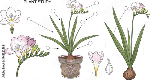 Freesia Plant Study Illustration with Roots, Bulb, Flower Stages, and Botanical Annotations for Educational and Scientific Purposes