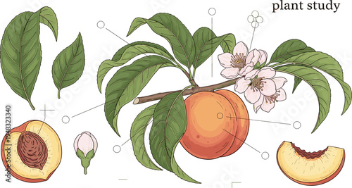 Peach plant botanical study with fruit blossom leaves and sliced peach scientific nature vector illustration