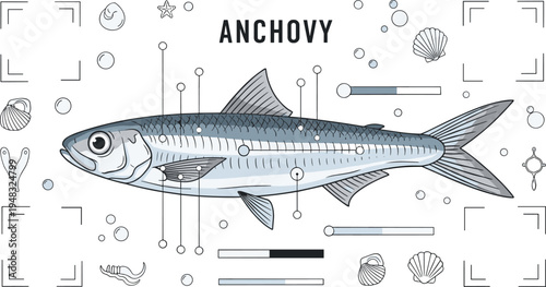 Anchovy fish infographic with labeled anatomy marine elements shells bubbles and seafood educational vector illustration
