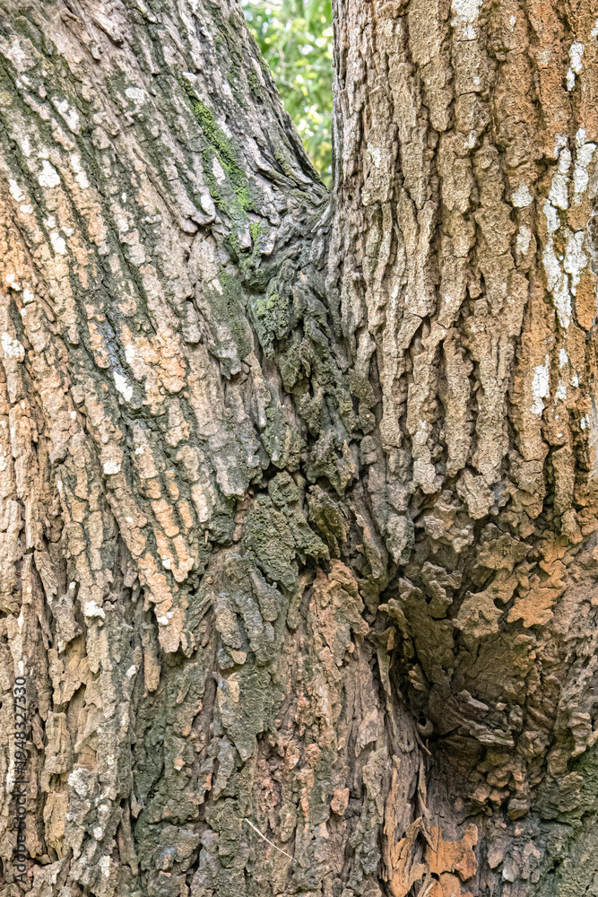 Obraz premium Joined trunks display contrasting bark tones and natural growth. Dual stem junction reveals layered woodland texture and moss. Arboreal connection detail featuring organic structure and age.