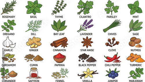 Herbs and spices vector illustration set with basil rosemary thyme garlic ginger cinnamon pepper turmeric saffron and aromatic cooking ingredients collection