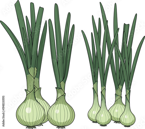 fresh green onions illustration, whole onion bulbs with long leaves, organic vegetable harvest, farm produce food ingredient vector isolated