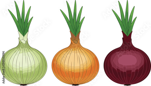 Fresh onion varieties vector illustration, green white yellow and red onions with leaves, organic vegetable collection isolated, farm food ingredient design