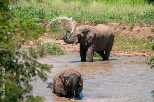 Canvas Print African elephants bathing and drinking at river in Hluhluwe–iMfolozi Park, South
