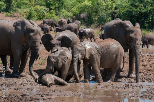 African elephant herd with calves bathing in mud at waterhole in Hluhluwe–iMfolozi Park, South Africa