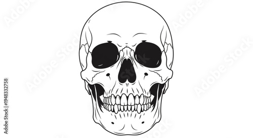 Detailed Line Art Illustration of a Human Skull Anatomy.