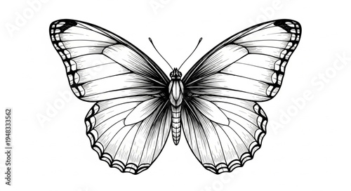 Detailed Butterfly Illustration with Intricate Wing Patterns and Delicate Antennae.