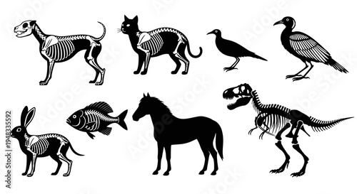 Black  White Animal Skeletons and Silhouettes Vector Set: Vertebrate Anatomy Icons