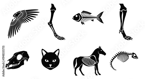 Black  White Vector Set of Animal Skeletons and Bones, Medical Art