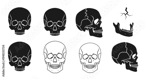 Black and White Line Art Skull Collection: Front, Side, and Jawbone