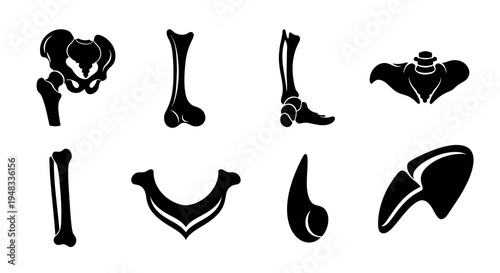 Human skeleton bones pelvis leg foot rib cage anatomical glyph set