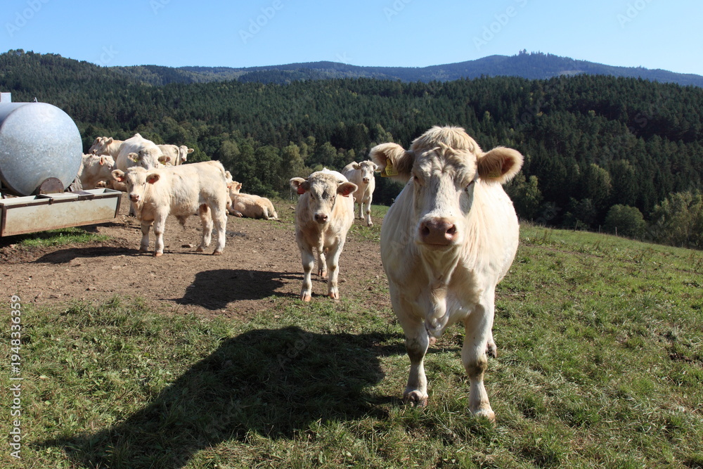 Obraz premium Group of light-colored beef cows looking at camera, standing on emerald green pasture overlooking rolling hills and conifer forest, serene farming view