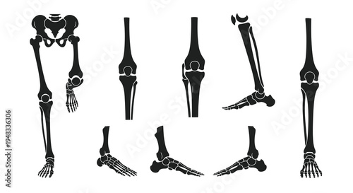 Human Leg Bone Skeleton Anatomy Medical Icon Set Black and White Art