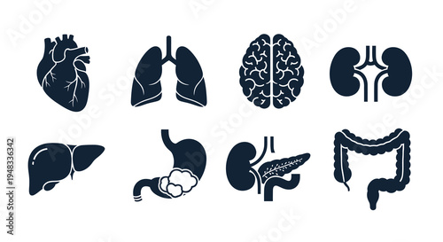 Set of Black and White Human Organ Icons: Heart, Lungs, Liver, Brain, Kidneys, Stomach, Pancreas, Intestine