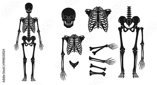 Black and White Anatomical Skeleton Parts Isolated Vector Illustrations