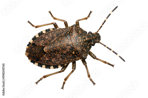 Close-up studio shot of a brown marmorated stink bug with distinctive mottled patterns and striped antennae, isolated on a clean white background, perfect for pest control, entomology