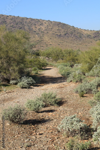 Hillside winding dirt trail with brittlebush and palo verde on a bright, sunny day in North Mountain Desert park, Phoenix, Arizona