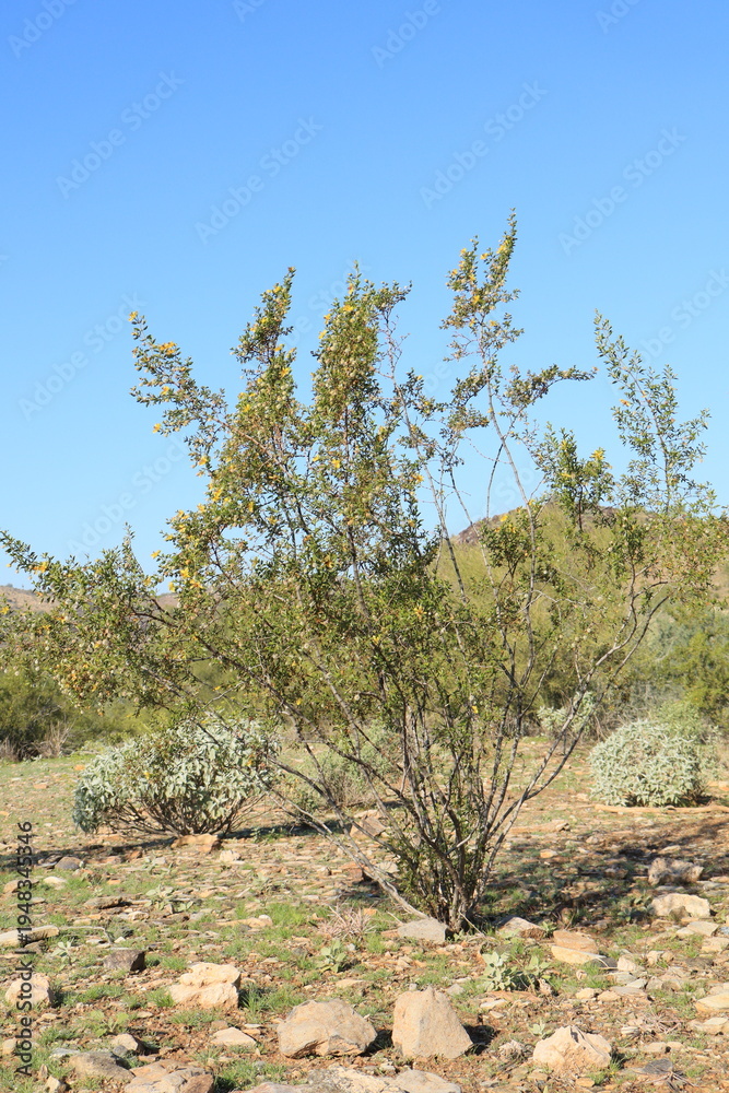 Fototapeta premium Blooming with yellow flowers Creosote Bush (Larrea tridentata) in its natural desert habitat in North Mountain Park desert preserve on a warm morning, Phoenix, Arizona