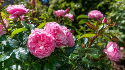 Beautiful Pink Roses Blooming in a Bright Spring Garden on a Warm Day