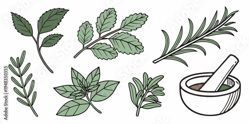 a collection of herbs and a mortar and pestle Vector