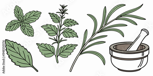 herbs and mortar for natural remedies Vector