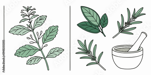herbs and mortar with pestle for herbal medicine Vector