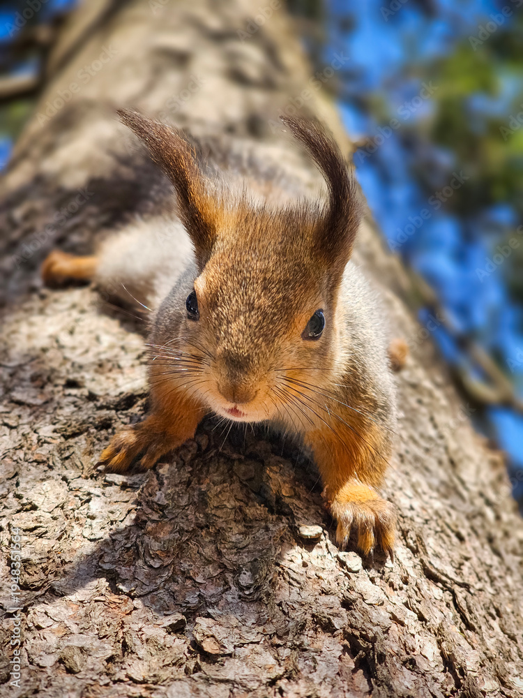 Obraz premium Funny Red squirrel perches alert on rough tree bark