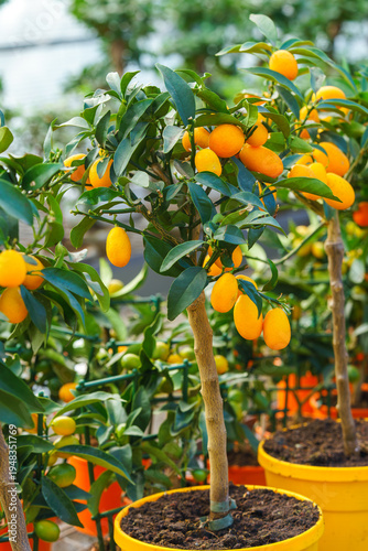 Potted Nagami kumquat tree, Citrus japonica with small orange fruits growing in nursery garden center. Decorative citrus plant cultivated for indoor gardening, greenhouse and ornamental horticulture.