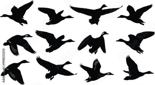 Large Set of Flying Duck and Waterfowl Silhouettes Featuring Various Wing Positions and Flight Paths Isolated on White Background for Wetland Nature Design Projects