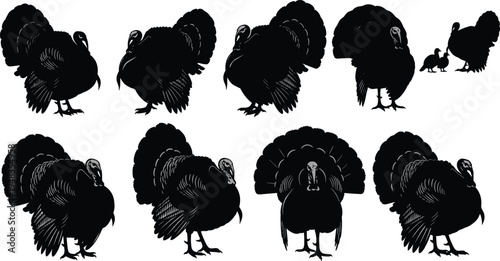 Set of Wild Turkey Silhouettes Featuring Tom Turkeys with Fanned Tail Feathers and Various Poses Isolated on White Background for Thanksgiving and Nature Design Projects