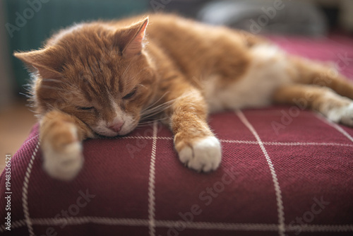 Quadro su tela Ginger cat resting on a maroon checkered bedspread in a cozy indoor setting with