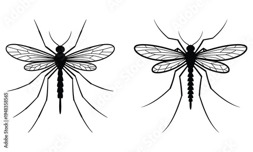 black and white mosquito