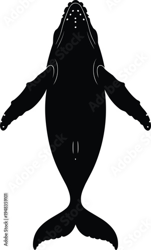 Humpback whale silhouette from top view featuring detailed pectoral fins and tail fluke for marine wildlife conservation and ocean life branding. (20 words)