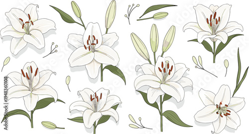 Elegant White Lily Flower Illustrations with Delicate Petals, Green Leaves, and Budding Stems for Floral Arrangements