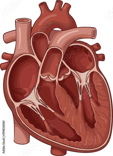 Detailed anatomical illustration of the human heart, meticulously showcasing internal structures, chambers, and major blood vessels for educational and medical study