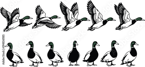Vector Illustration of Mallard Ducks in Flight and Standing Positions Featuring Green Heads and Black White Bodies Isolated on White Background for Nature Design