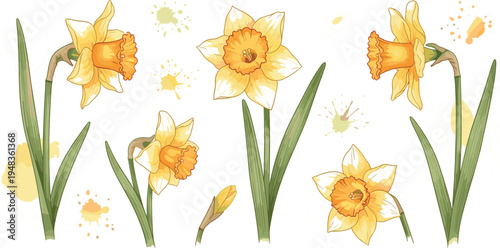 Watercolor Daffodil Flower Illustrations in Yellow with Fresh Green Stems and Soft Background Splashes for Spring Designs