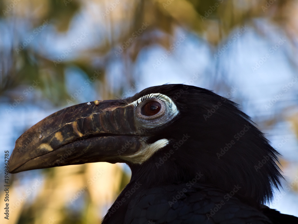Fototapeta premium hornbill black