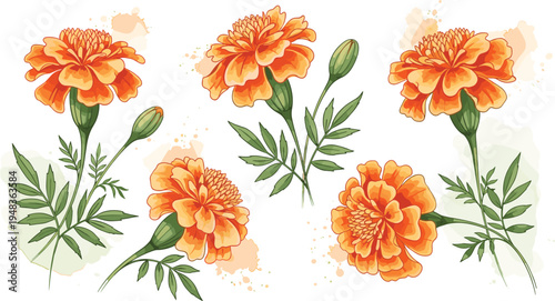 Realistic Marigold Flower Illustrations in Orange with Green Leaves and Soft Watercolor Backgrounds