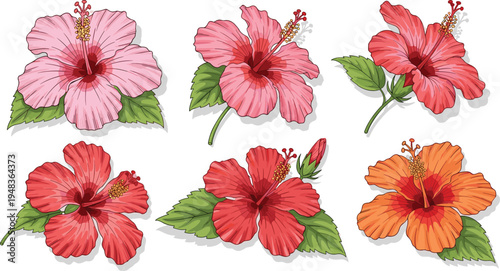 Realistic Hibiscus Flower Illustrations in Pink, Red, and Orange with Lush Green Leaves and Detailed Petals