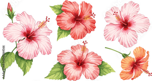 Beautiful Hibiscus Flower Illustrations in Pink and Orange with Lush Green Leaves and Detailed Petals