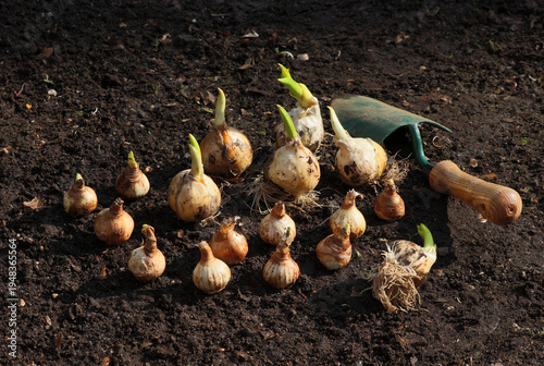 Planting Spring bulbs.