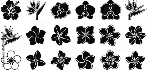 Black and white tropical flower flowers floral plumeria