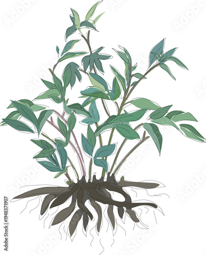 A peony bush green leaves isolated on white background