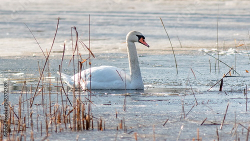 swan on the lake