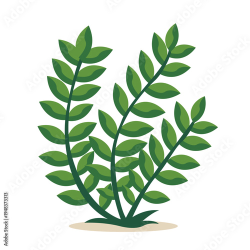 Green plant with multiple stems and small oval leaves perfect for garden design, nature graphics, and decorative botanical elements with flat vector style.