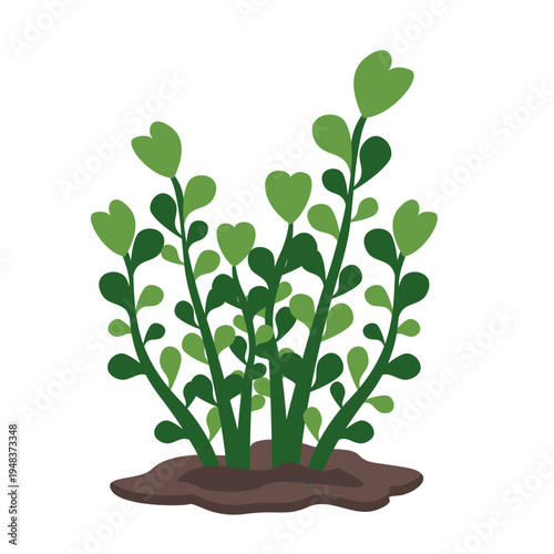 Green plant with round leaves on stems ideal for garden design, nature illustrations, decorative elements, and botanical graphics with flat vector style.