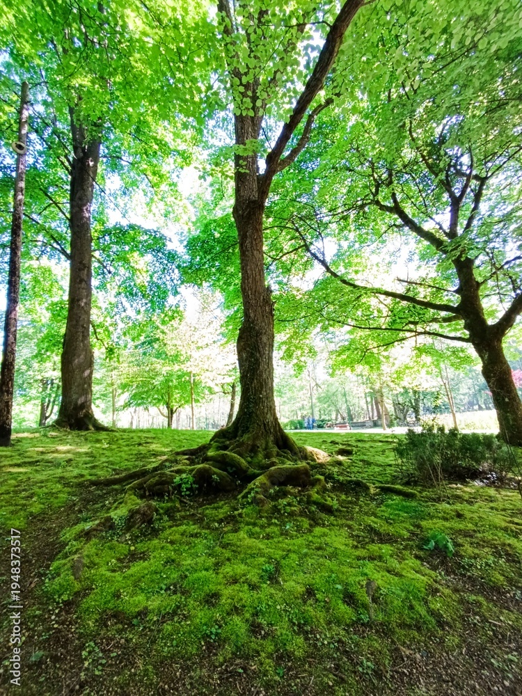 Fototapeta premium Complex network of tree roots covered in green moss on the forest floor