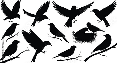 WebBird silhouette collection with flying avian species, songbirds on branches, nesting birds in hay, wildlife nature vector set for outdoor designs